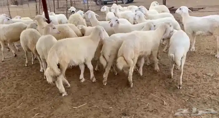 طليان ورخال ذبايح جنوب محافظة القنفذة 0