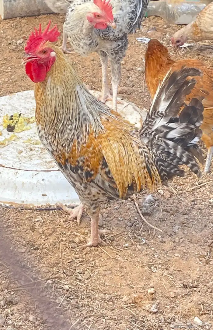 دجاج مع فروج 0