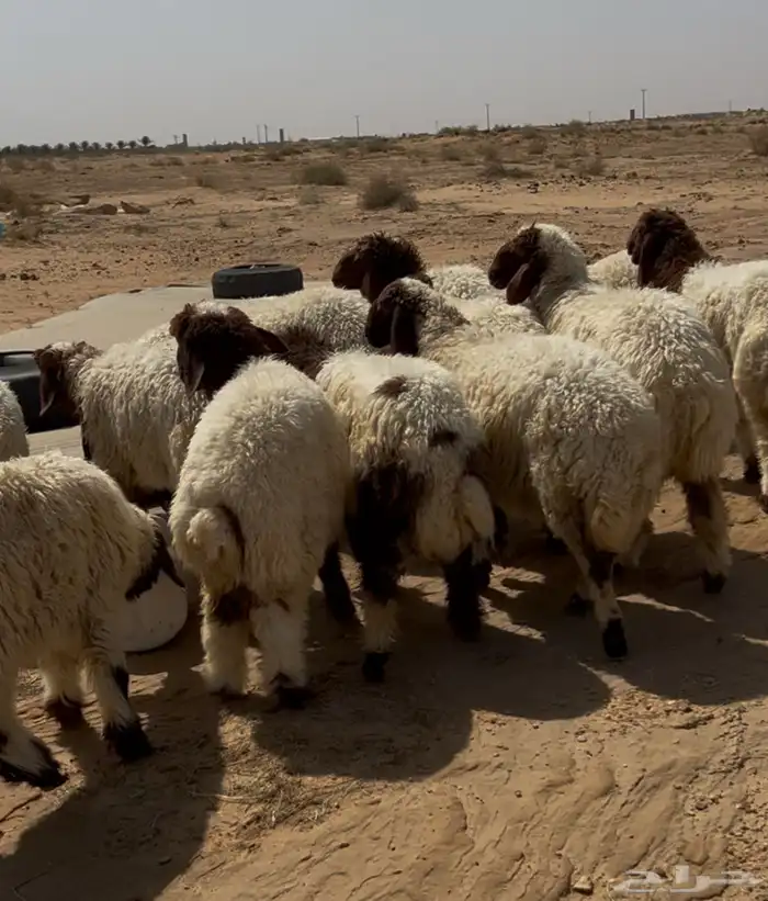 رخال نعيم للبيع من حلال طيب مصدره 0