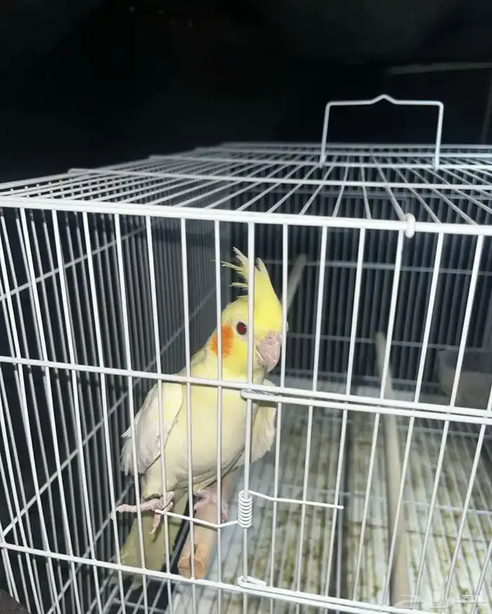 كروان اليف 0