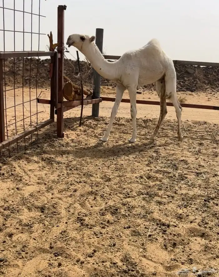 حوار اوضح فردي جده الحاكم 2