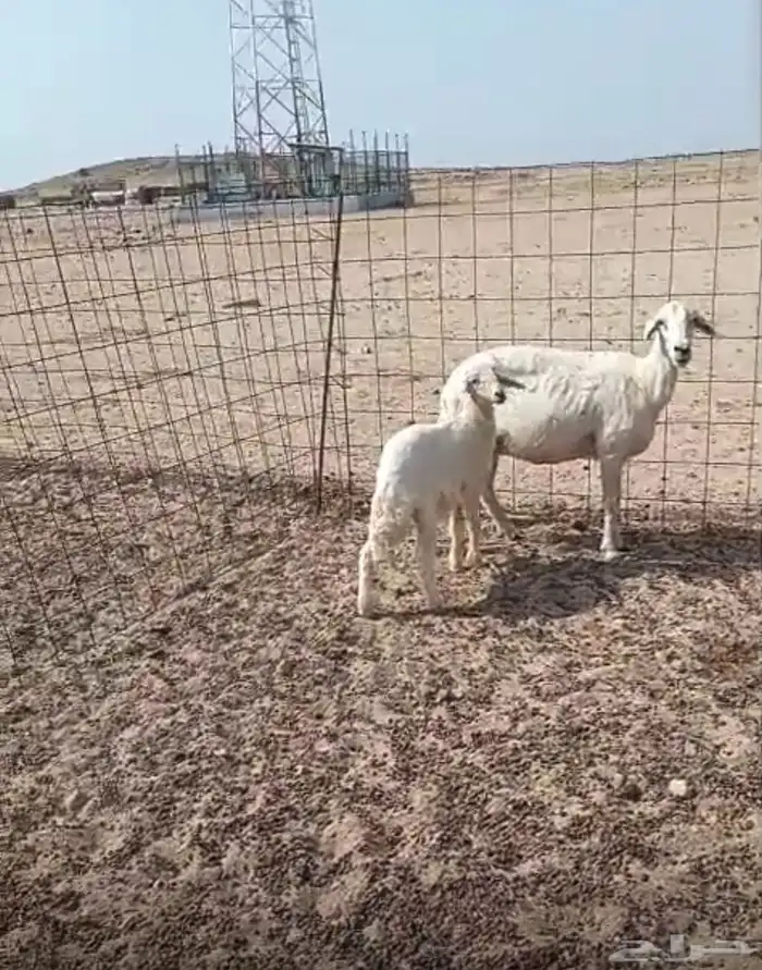 شاه تحتها طلي 0
