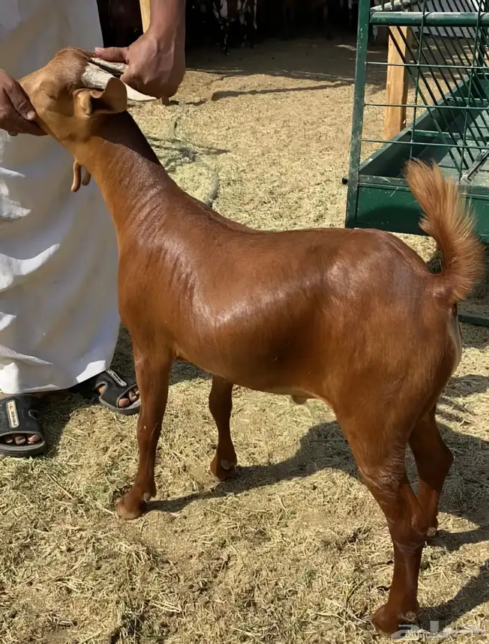 جفران للبيع 0