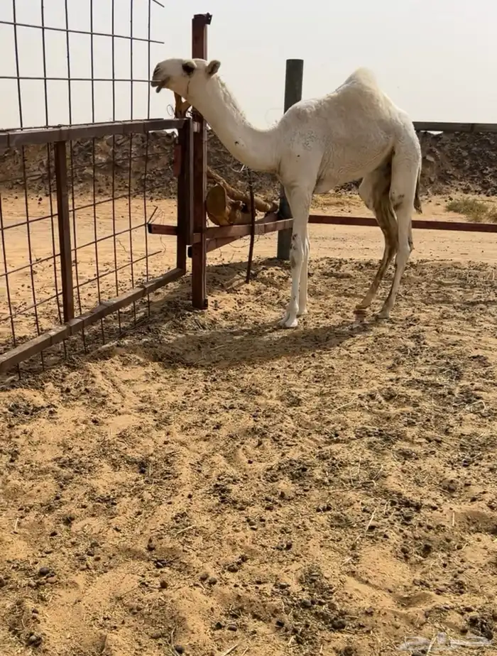 حوار اوضح فردي جده الحاكم 0