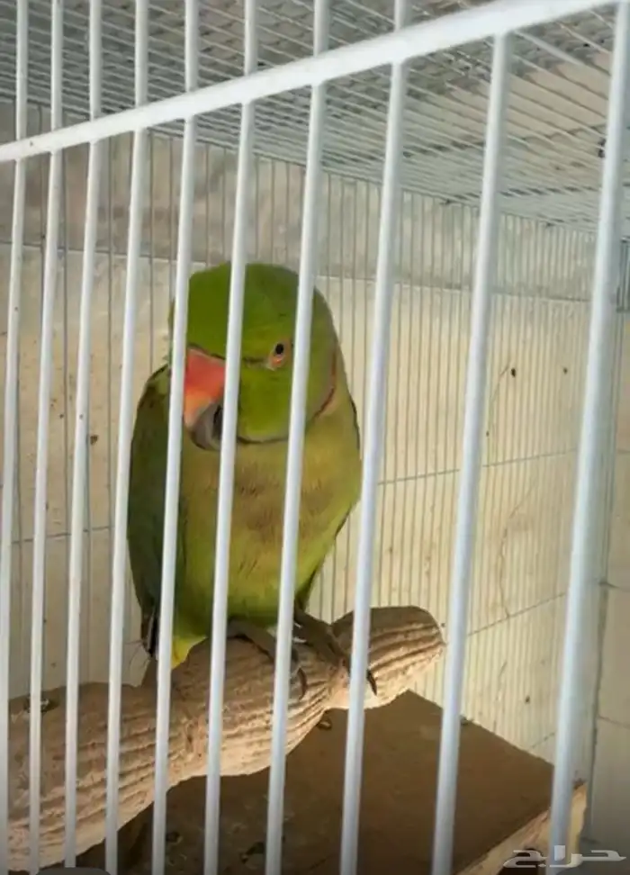 زوج كروان منتج على البيض وزوج دره 2