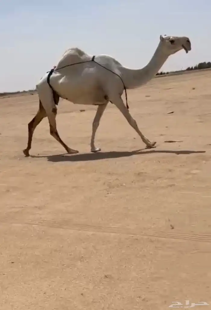 للبيع ضريبه كفو 0