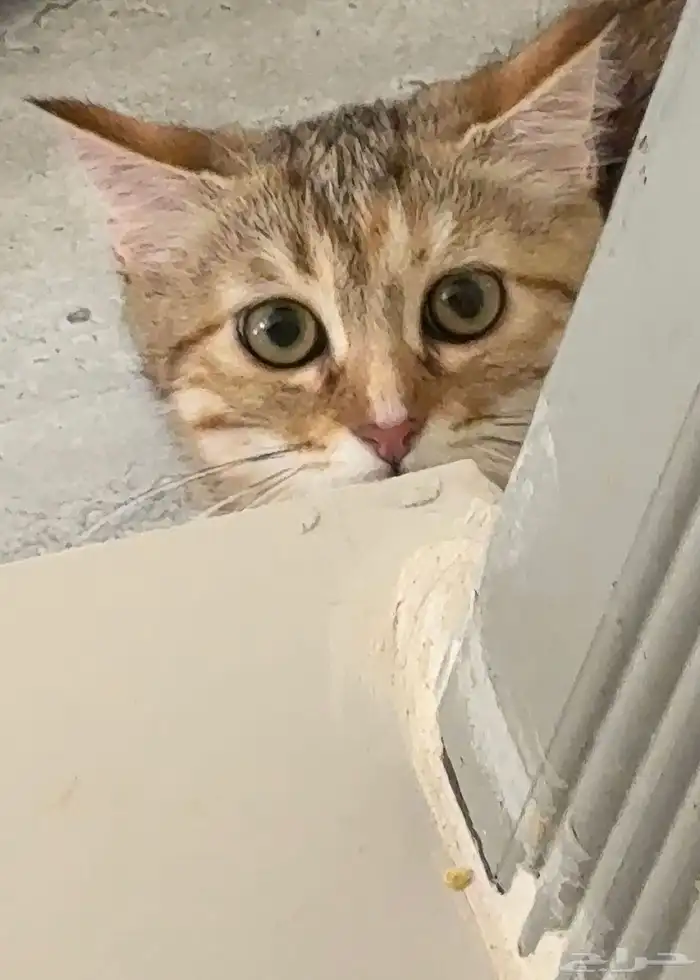 قطه للبيع 0