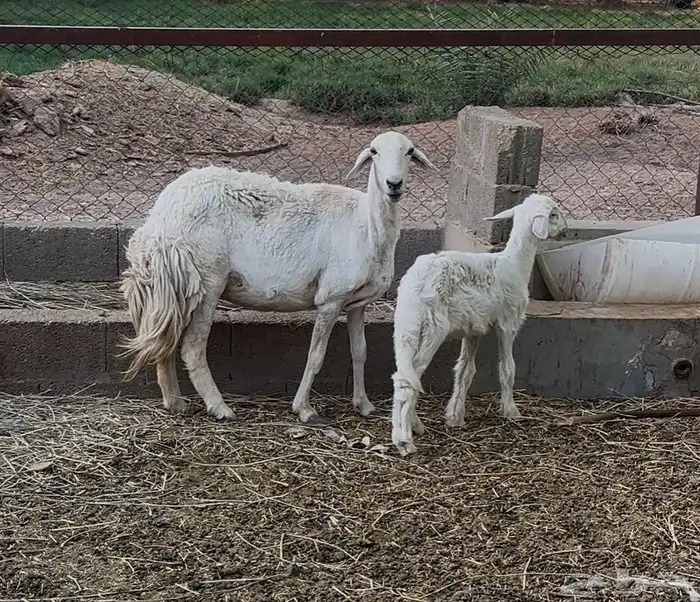 شاه حريه معها رخل 0
