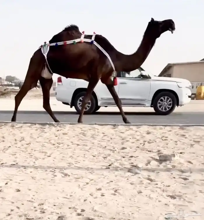 عشراء ثنو مجهم 0
