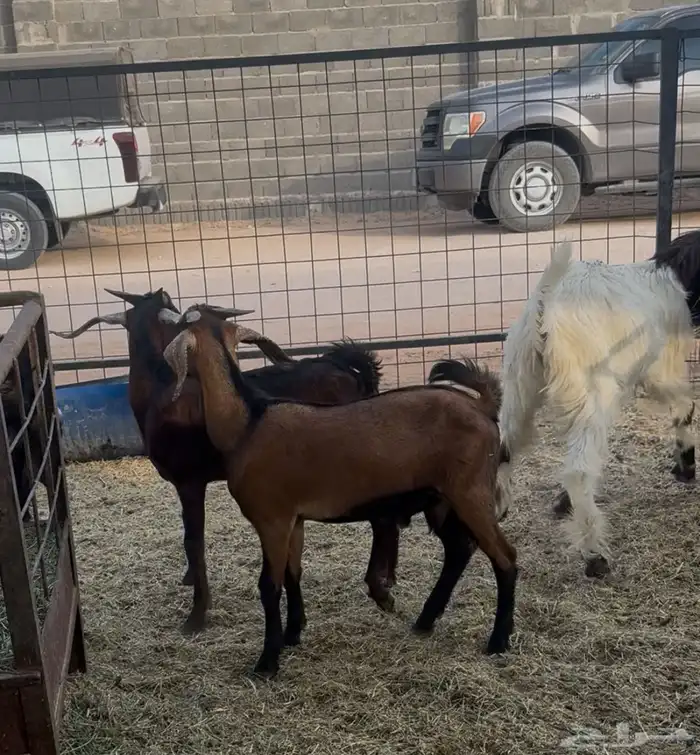 للبيع كل ما تحتاج ثلاجة بيتك تيوس جنوبيه 1