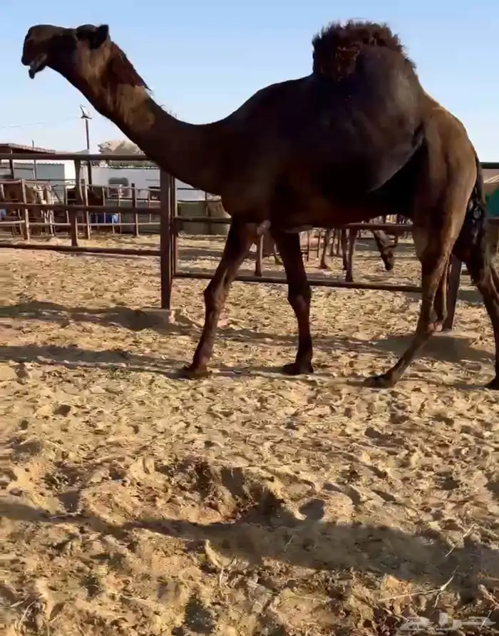 قعود فحل ثني 0