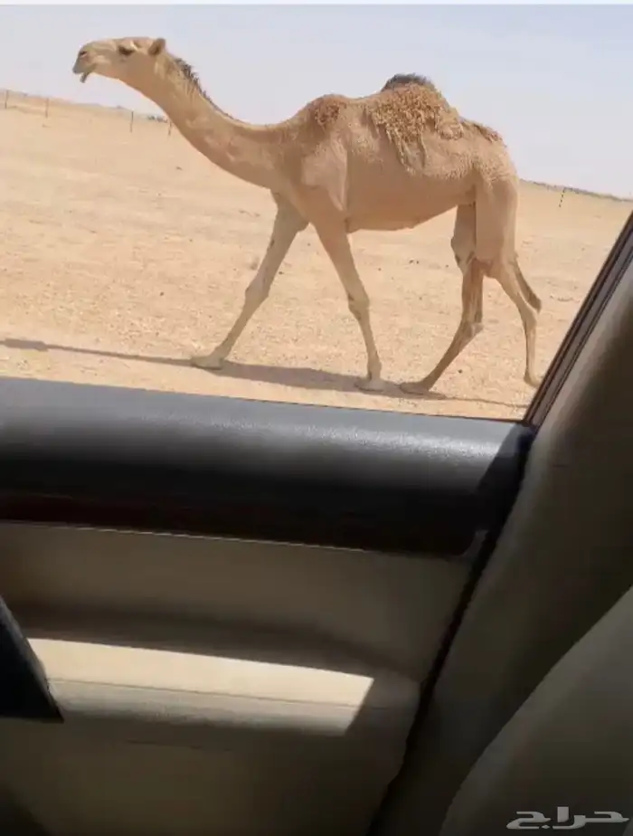 بكار 0