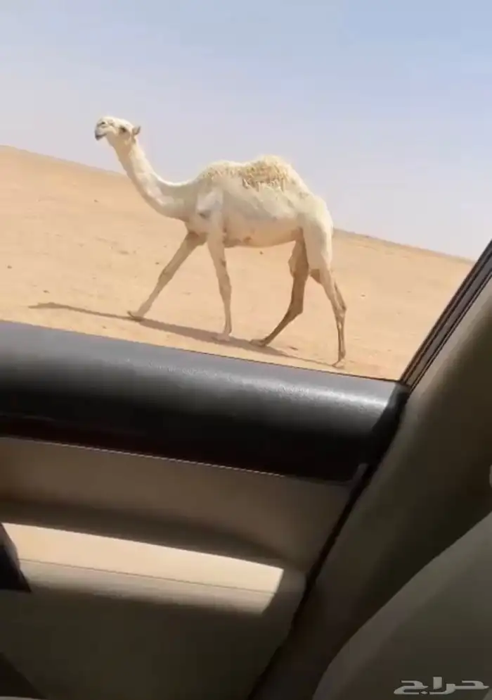 بكار 1
