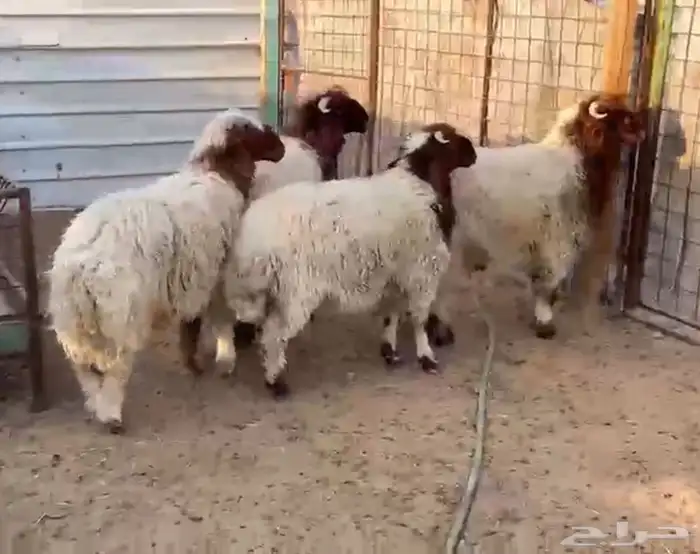 للبيع طليان نعيم بلدي 1