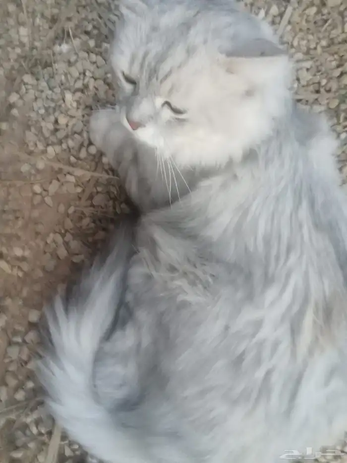 بريده 1