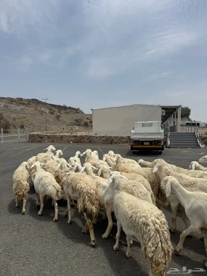 غنم حريات 0