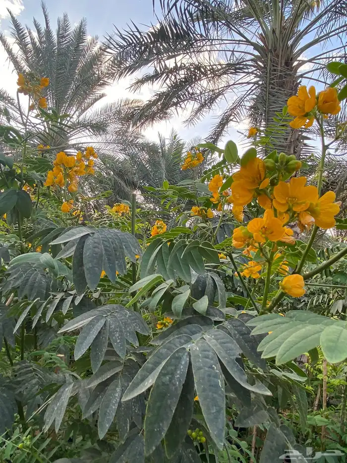 شتلات زينه وظل وجمال 9