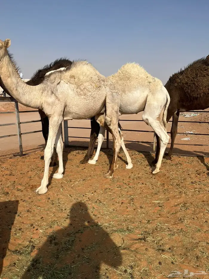 قعدان قصب 2