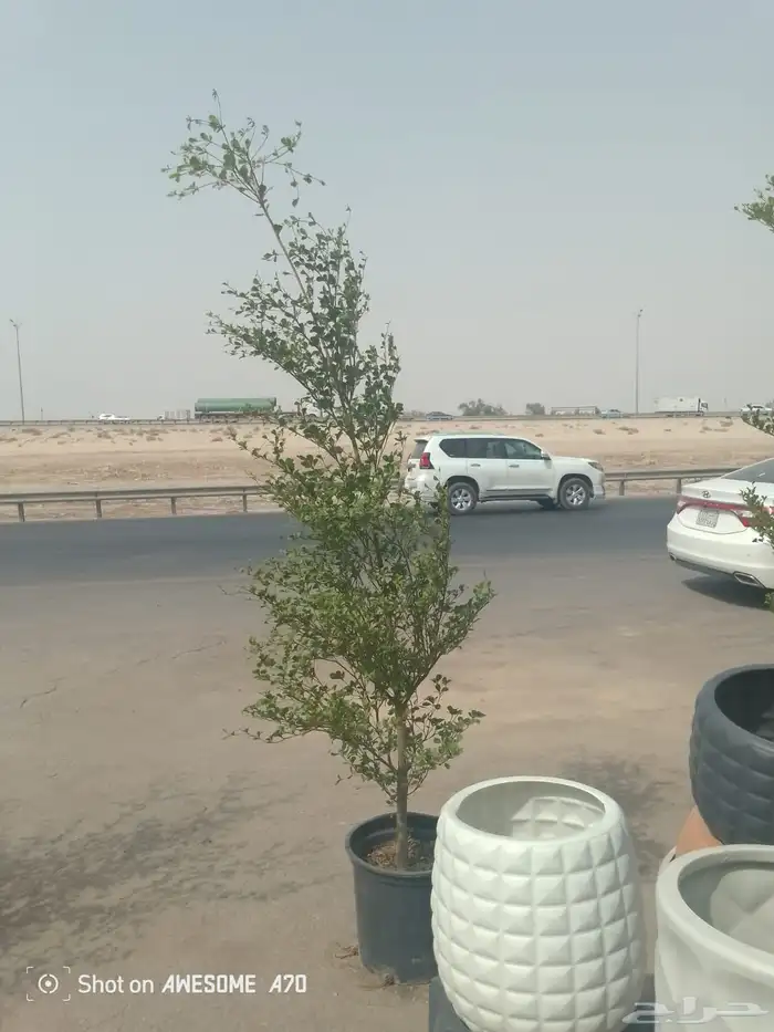 تنسيق الحدائق المنزلية 20