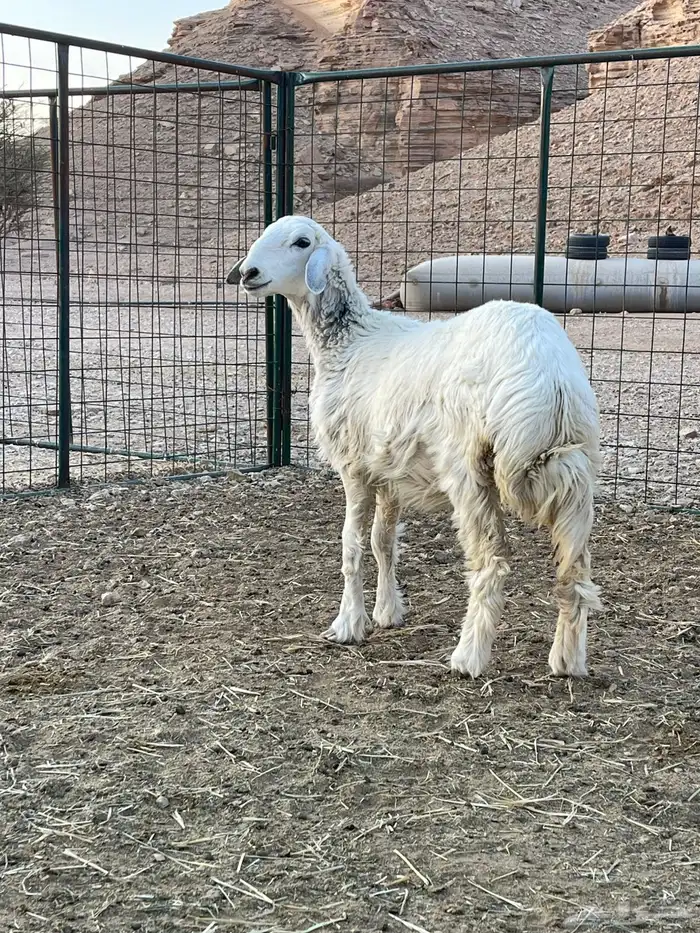 رخل حرية مغلق فل شحم 0