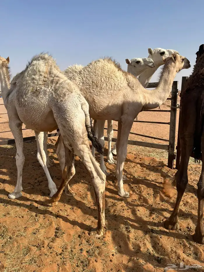 قعدان قصب 1