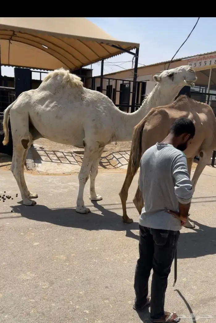 بعير باتلي طيب 0