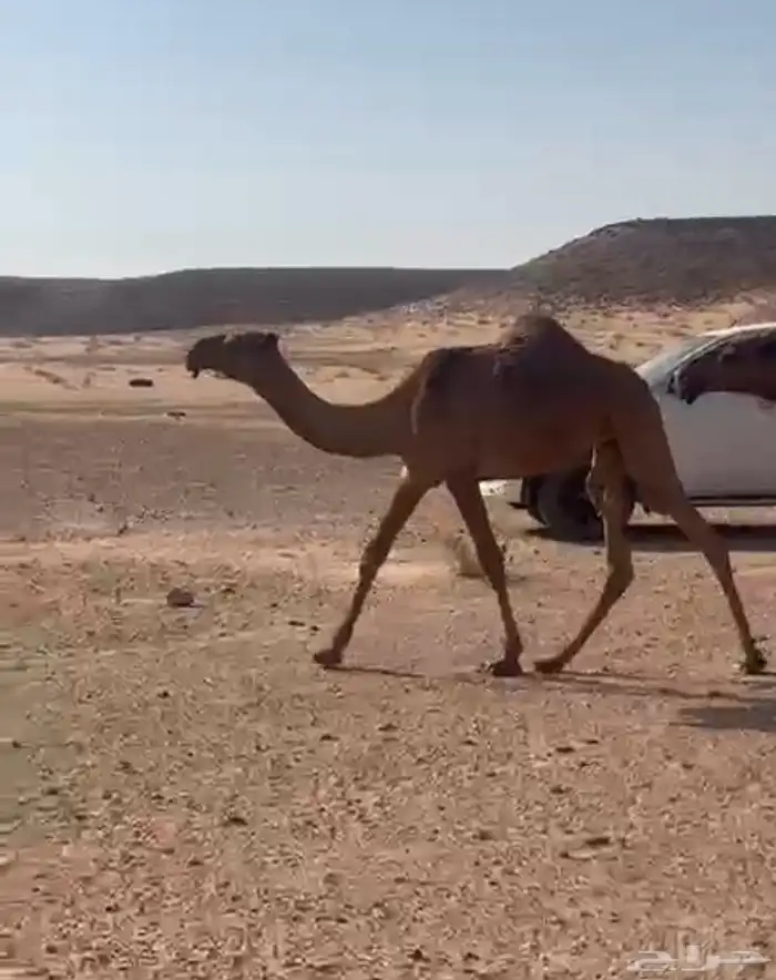حواره صفراء دبيانيه 3