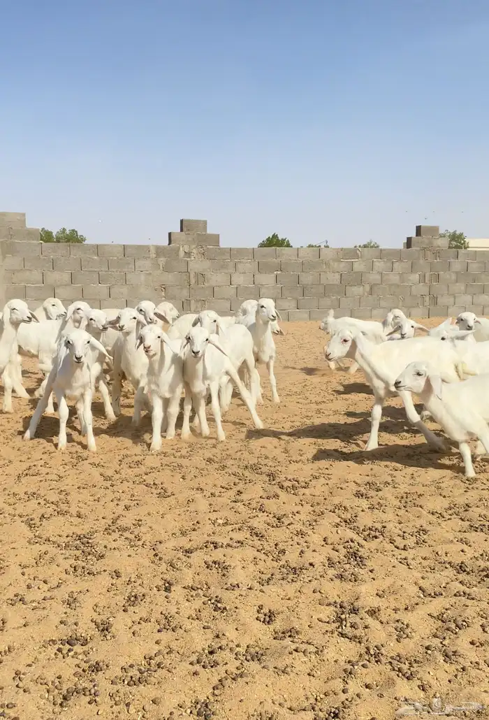خلفات حريات والباقي دفيع عدد 65 تحتها نصها 1