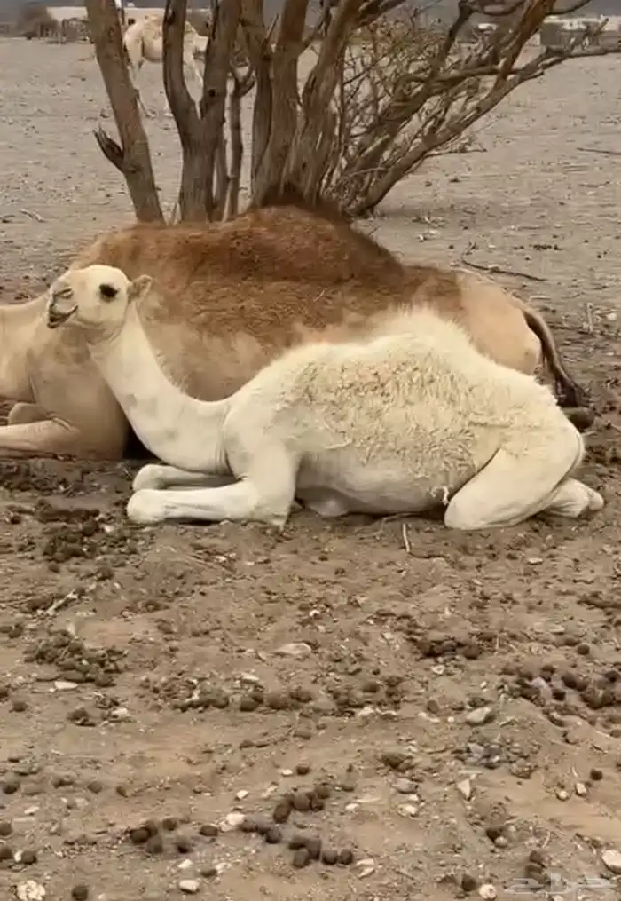 قعود لباني 0