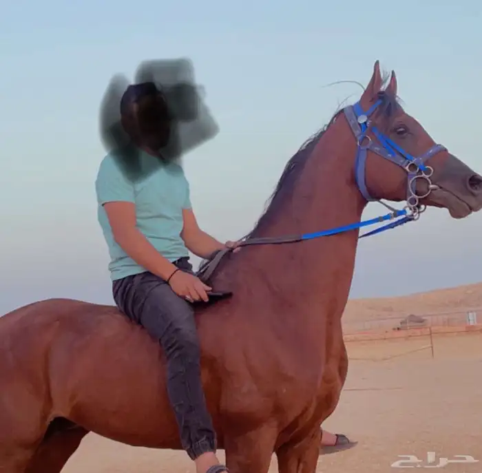 حصان البيع 0