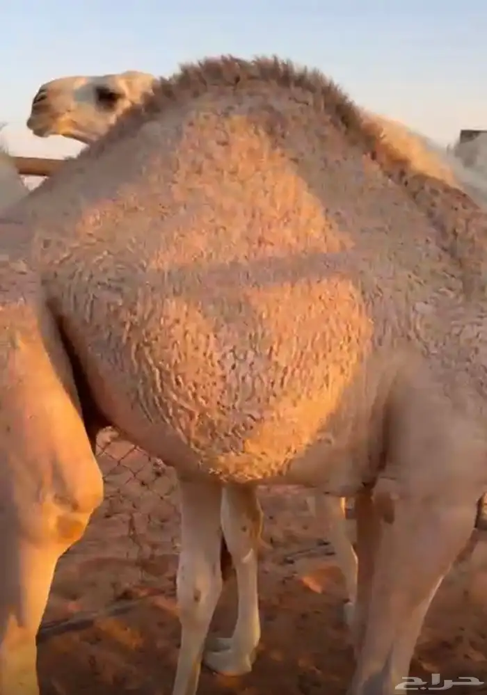 حشو للبيع طيبات و بريات 3