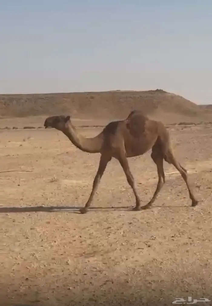 حواره صفراء دبيانيه 2