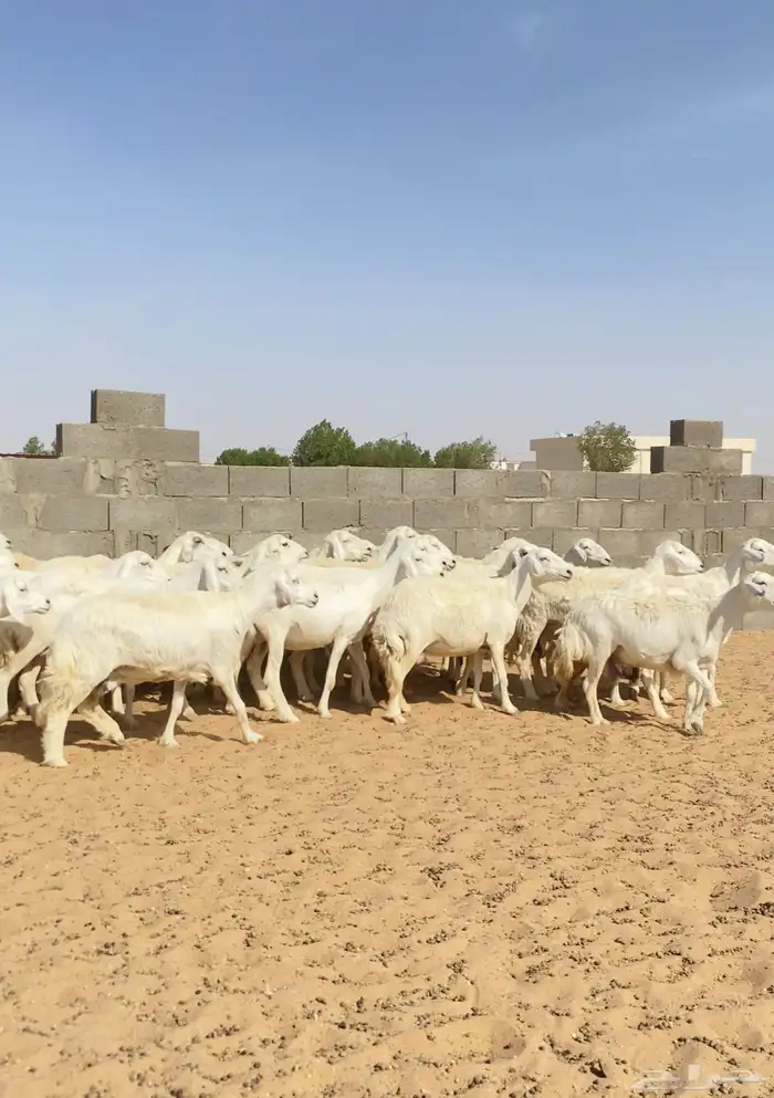 خلفات حريات والباقي دفيع عدد 65 تحتها نصها 4