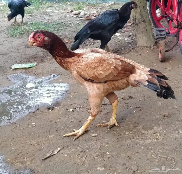 جوز اذناب خوارج استيراد سعود الناصر 2