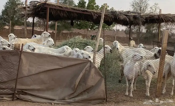 حريات البيع 2
