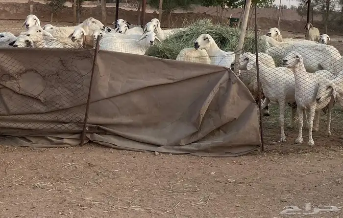 حريات البيع 0