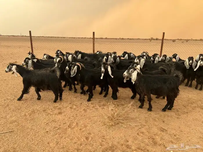 معزا عوارض مراح واحد العدد 37 2