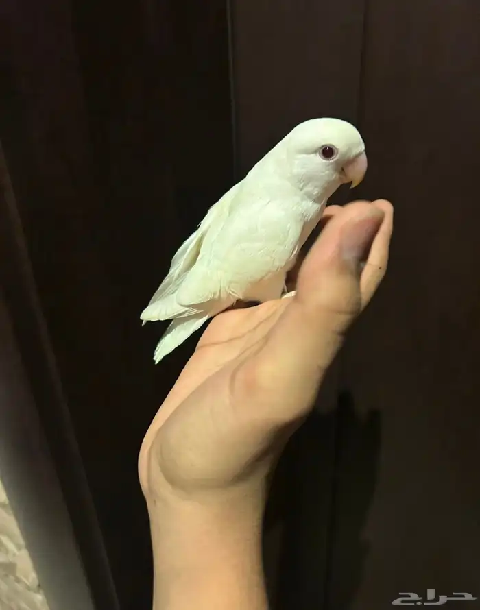السلام عليكم للبيع طير الروز 0