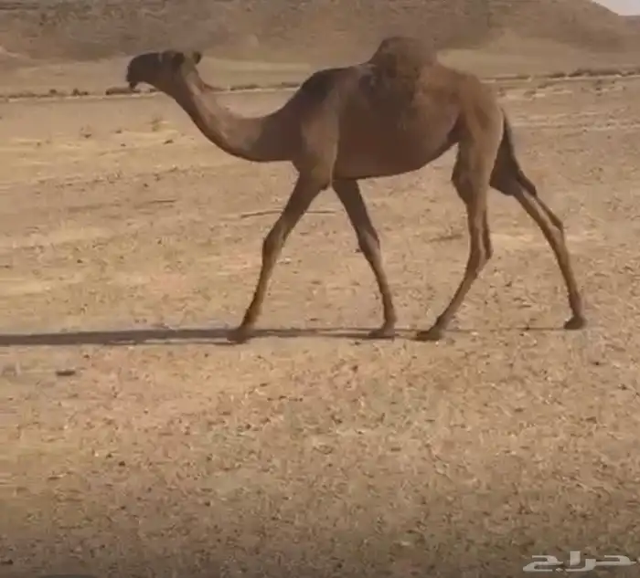 حواره صفراء دبيانيه 0