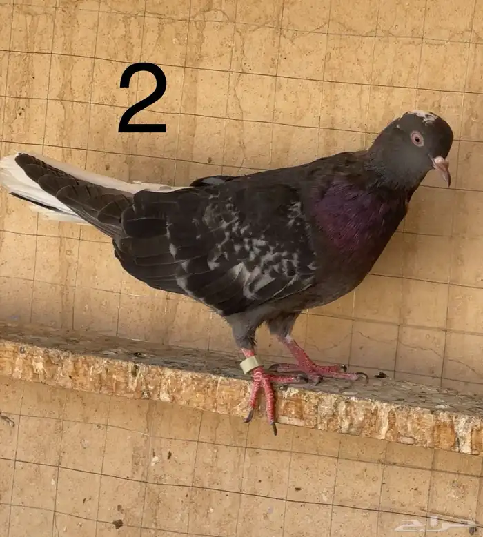 طبات 11 حبة مميزة 0