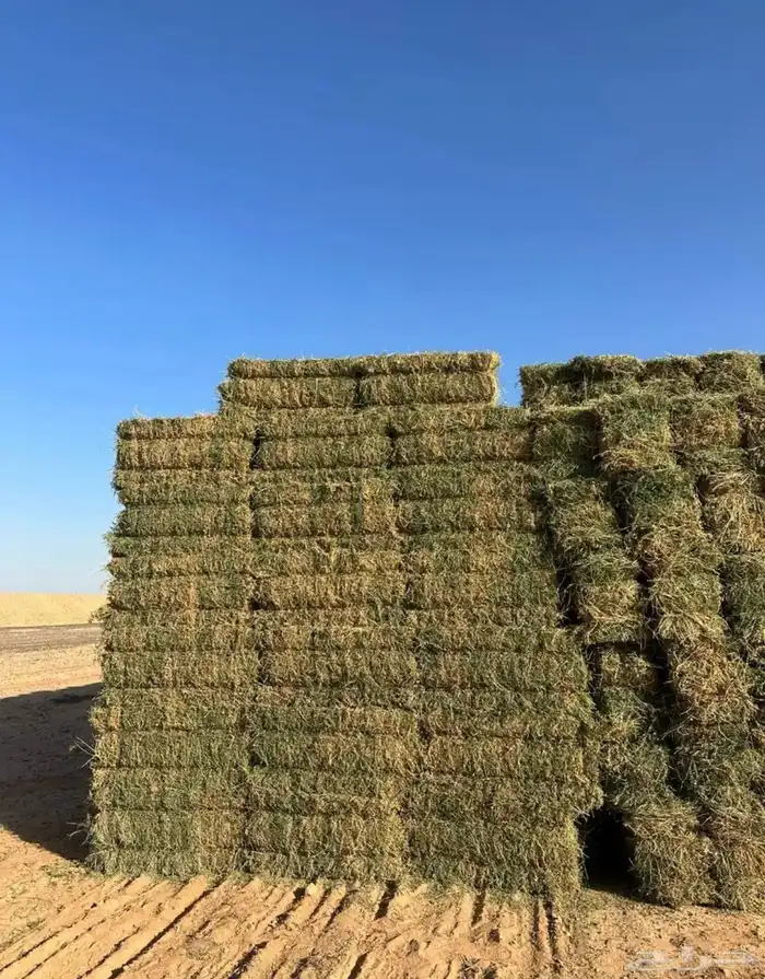 برسيم بسيطا طبرجل اعلاف 3