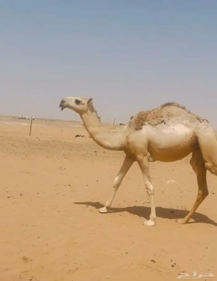 بكره عقابية 0