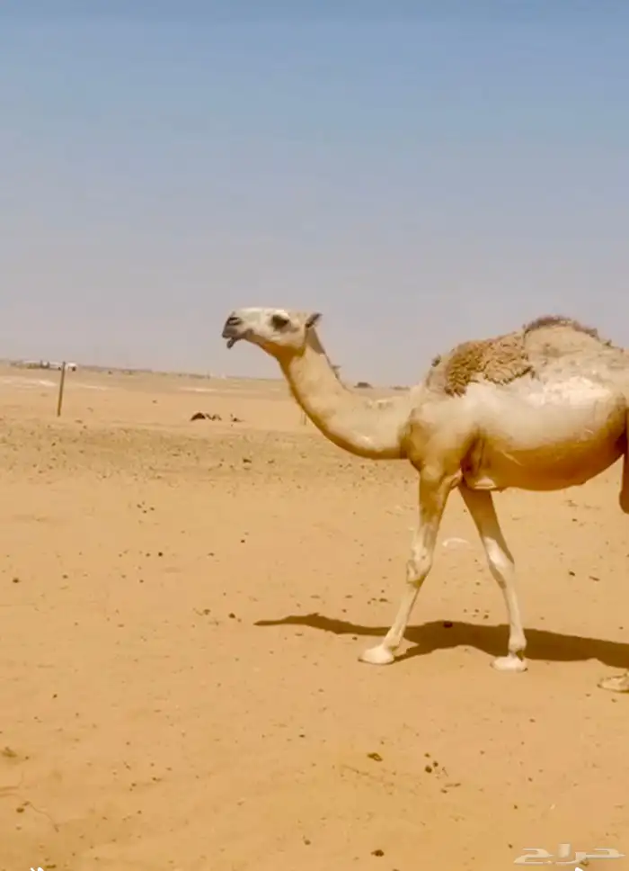 بكره عقابية 1