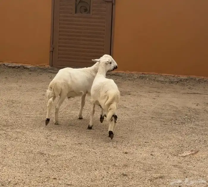خرفان للبيع 0