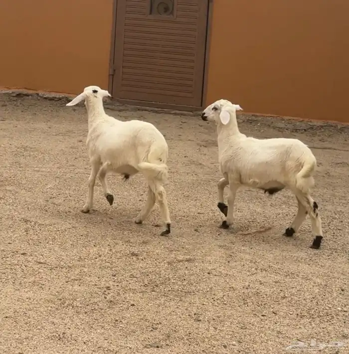 خرفان للبيع 2