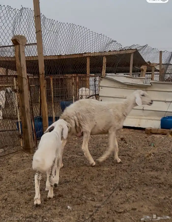 حريه رباع خلفه تم البيع 0