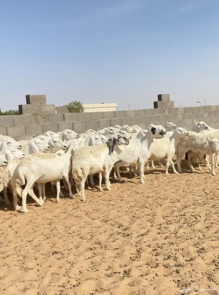 خلفات حريات والباقي دفيع عدد 65 تحتها نصها 9