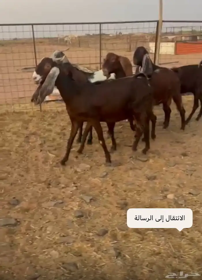 معزا مشاريك 1