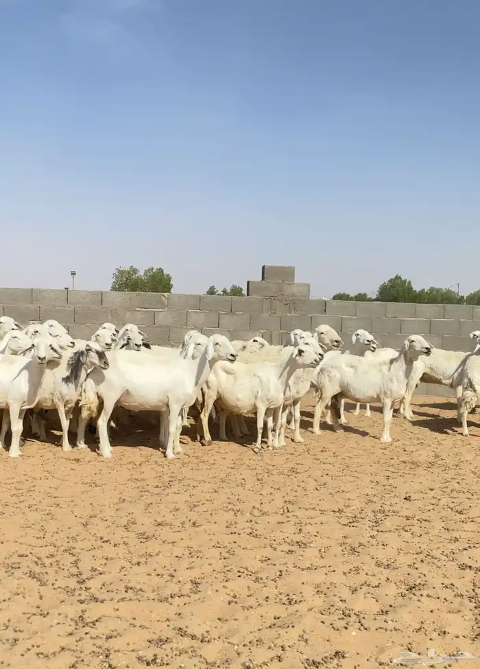 خلفات حريات والباقي دفيع عدد 65 تحتها نصها 5
