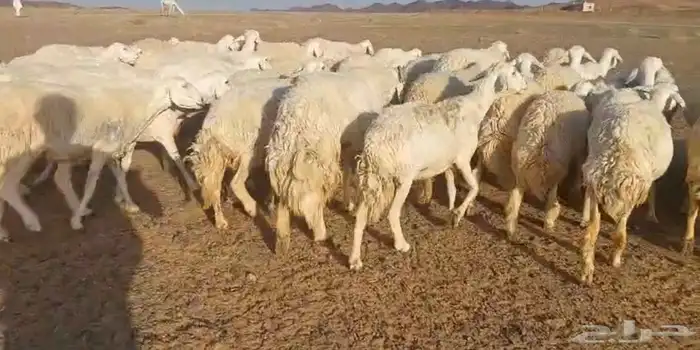 غنم حريات للبيع مراح واحد 70 تحتها 3 والباقي دفيع وبفحلها 2